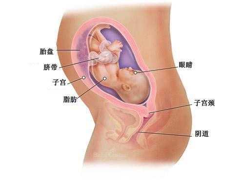 肇庆买卵子 肇庆市西江医院试管婴儿要多少钱？哪方面花钱比较多 ‘怀孕胎囊
